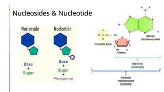 Nucleosides & Nucleotides
 