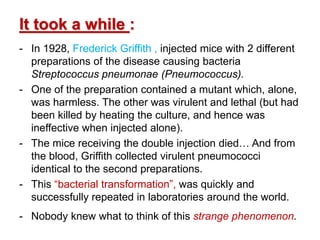It took a while :
- In 1928, Frederick Griffith , injected mice with 2 different
preparations of the disease causing bacteria
Streptococcus pneumonae (Pneumococcus).
- One of the preparation contained a mutant which, alone,
was harmless. The other was virulent and lethal (but had
been killed by heating the culture, and hence was
ineffective when injected alone).
- The mice receiving the double injection died… And from
the blood, Griffith collected virulent pneumococci
identical to the second preparations.
- This “bacterial transformation”, was quickly and
successfully repeated in laboratories around the world.
- Nobody knew what to think of this strange phenomenon.
 