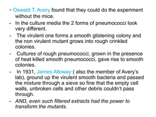 - Oswald T. Avery found that they could do the experiment
without the mice.
- In the culture media the 2 forms of pneumococci look
very different.
- The virulent one forms a smooth glistening colony and
the non virulent mutant grows into rough crinkled
colonies.
- Cultures of rough pneumococci, grown in the presence
of heat killed smooth pneumococci, gave rise to smooth
colonies.
- In 1931, James Alloway ( also the member of Avery‟s
lab), ground up the virulent smooth bacteria and passed
the mixture through a sieve so fine that the empty cell
walls, unbroken cells and other debris couldn‟t pass
through.
- AND, even such filtered extracts had the power to
transform the mutants.
 