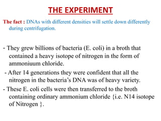 THE EXPERIMENT
The fact : DNAs with different densities will settle down differently
during centrifugation.
- They grew billions of bacteria (E. coli) in a broth that
contained a heavy isotope of nitrogen in the form of
ammoniuum chloride.
- After 14 generations they were confident that all the
nitrogen in the bacteria’s DNA was of heavy variety.
- These E. coli cells were then transferred to the broth
containing ordinary ammonium chloride {i.e. N14 isotope
of Nitrogen }.
 
