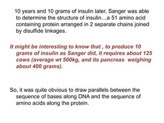 10 years and 10 grams of insulin later, Sanger was able
to determine the structure of insulin…a 51 amino acid
containing protein arranged in 2 separate chains joined
by disulfide linkages.
It might be interesting to know that , to produce 10
grams of insulin as Sanger did, it requires about 125
cows (average wt 500kg, and its pancreas weighing
about 400 grams).
So, it was quite obvious to draw parallels between the
sequence of bases along DNA and the sequence of
amino acids along the protein.
 