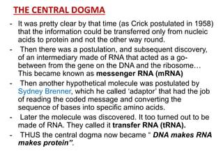 THE CENTRAL DOGMA
- It was pretty clear by that time (as Crick postulated in 1958)
that the information could be transferred only from nucleic
acids to protein and not the other way round.
- Then there was a postulation, and subsequent discovery,
of an intermediary made of RNA that acted as a go-
between from the gene on the DNA and the ribosome…
This became known as messenger RNA (mRNA)
- Then another hypothetical molecule was postulated by
Sydney Brenner, which he called „adaptor‟ that had the job
of reading the coded message and converting the
sequence of bases into specific amino acids.
- Later the molecule was discovered. It too turned out to be
made of RNA. They called it transfer RNA (tRNA).
- THUS the central dogma now became “ DNA makes RNA
makes protein”.
 