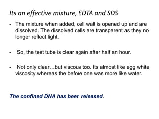 Its an effective mixture, EDTA and SDS
- The mixture when added, cell wall is opened up and are
dissolved. The dissolved cells are transparent as they no
longer reflect light.
- So, the test tube is clear again after half an hour.
- Not only clear…but viscous too. Its almost like egg white
viscosity whereas the before one was more like water.
The confined DNA has been released.
 