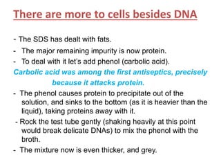 There are more to cells besides DNA
- The SDS has dealt with fats.
- The major remaining impurity is now protein.
- To deal with it let‟s add phenol (carbolic acid).
Carbolic acid was among the first antiseptics, precisely
because it attacks protein.
- The phenol causes protein to precipitate out of the
solution, and sinks to the bottom (as it is heavier than the
liquid), taking proteins away with it.
- Rock the test tube gently (shaking heavily at this point
would break delicate DNAs) to mix the phenol with the
broth.
- The mixture now is even thicker, and grey.
 