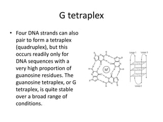Tetraplex Nucleic acids | PPTX