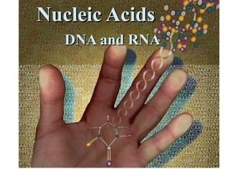 Nucleic Acids DNA and RNA 