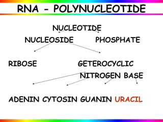 Nucleic acids 