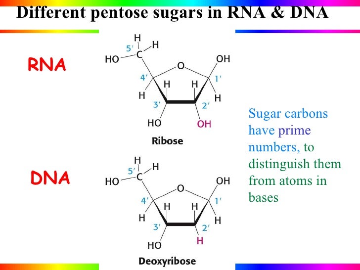 Nucleic acids