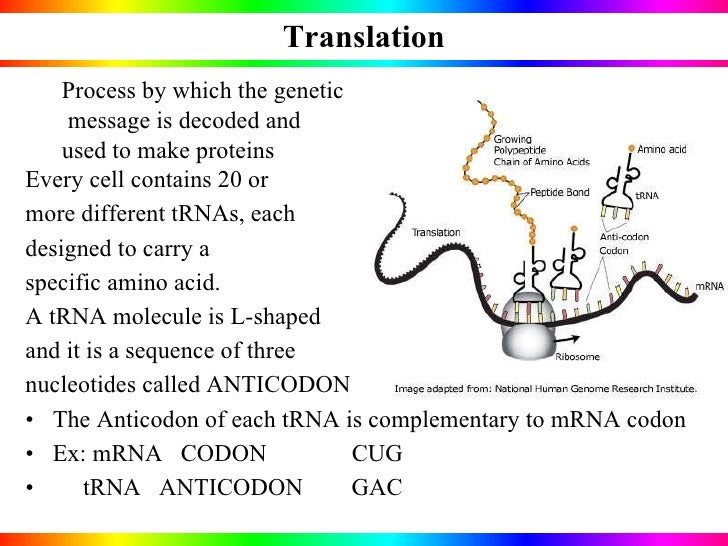 Nucleic acids