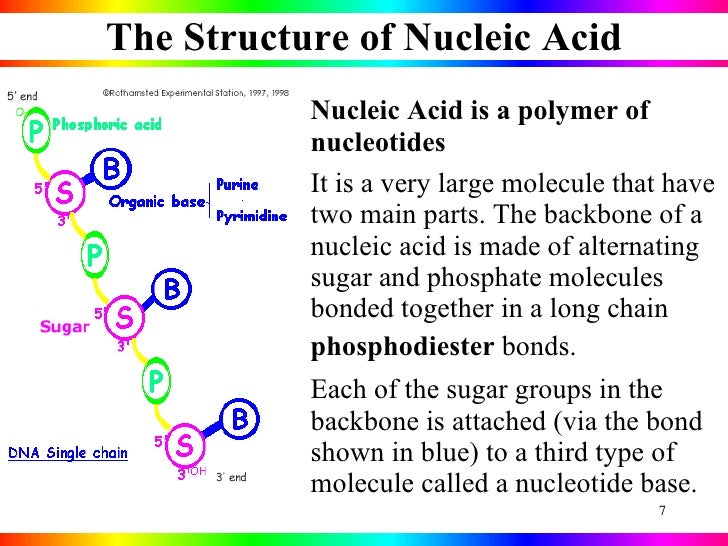 nucleic acids what is a nucleic acid