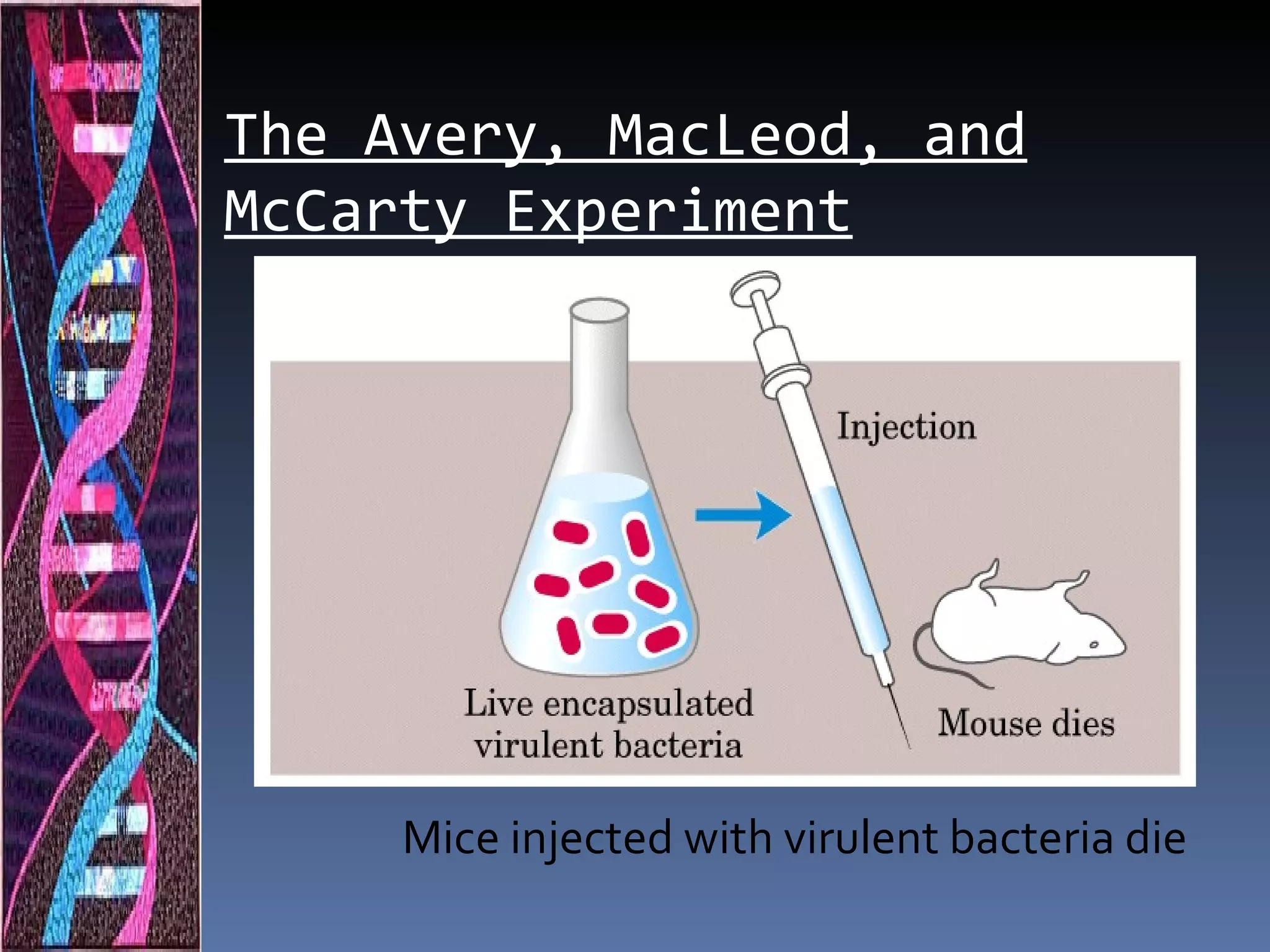 The Avery, MacLeod, and
McCarty Experiment




     Mice injected with virulent bacteria die
 