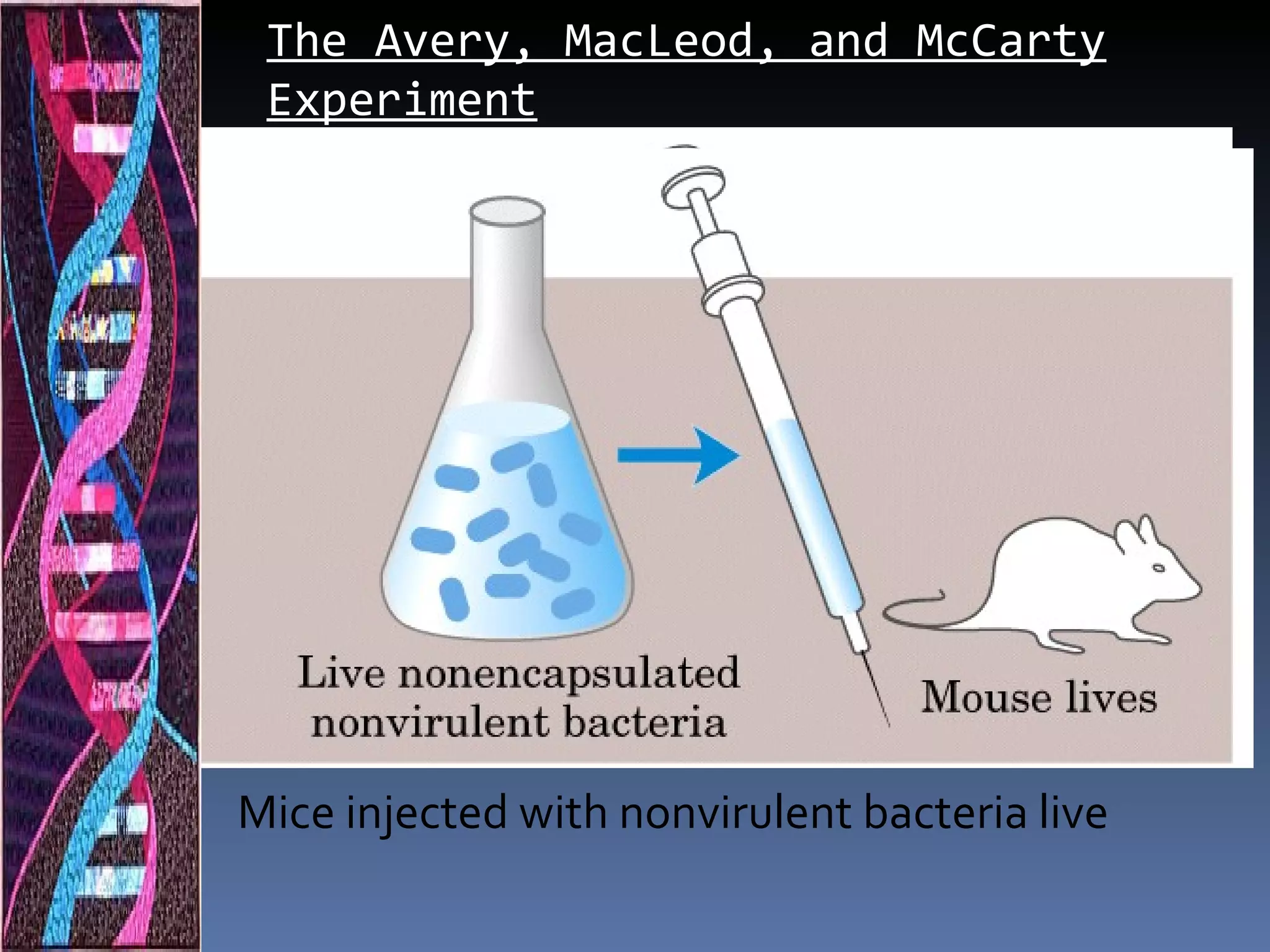 The Avery, MacLeod, and McCarty
 Experiment




Mice injected with nonvirulent bacteria live
 