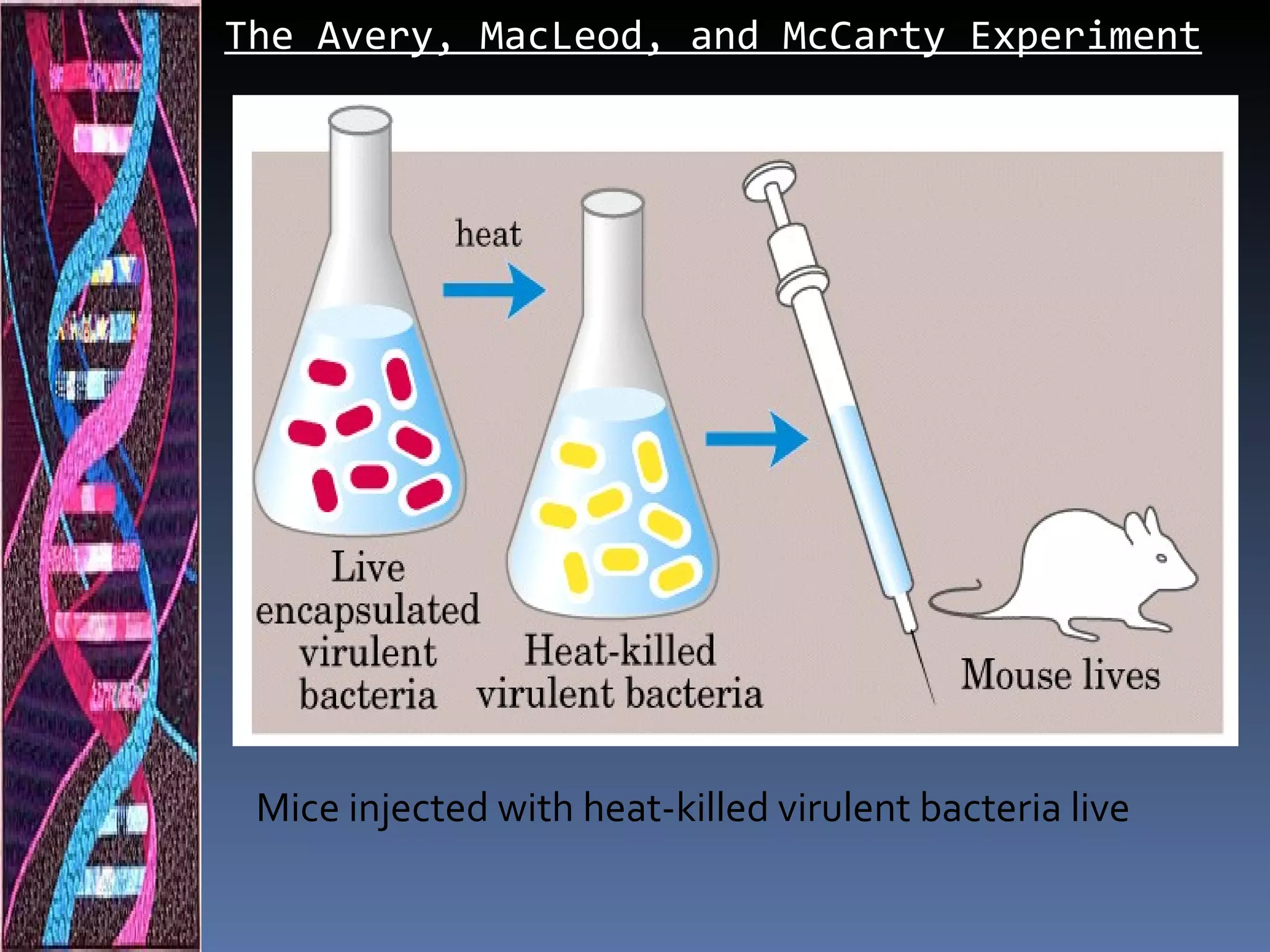 The Avery, MacLeod, and McCarty Experiment




 Mice injected with heat-killed virulent bacteria live
 