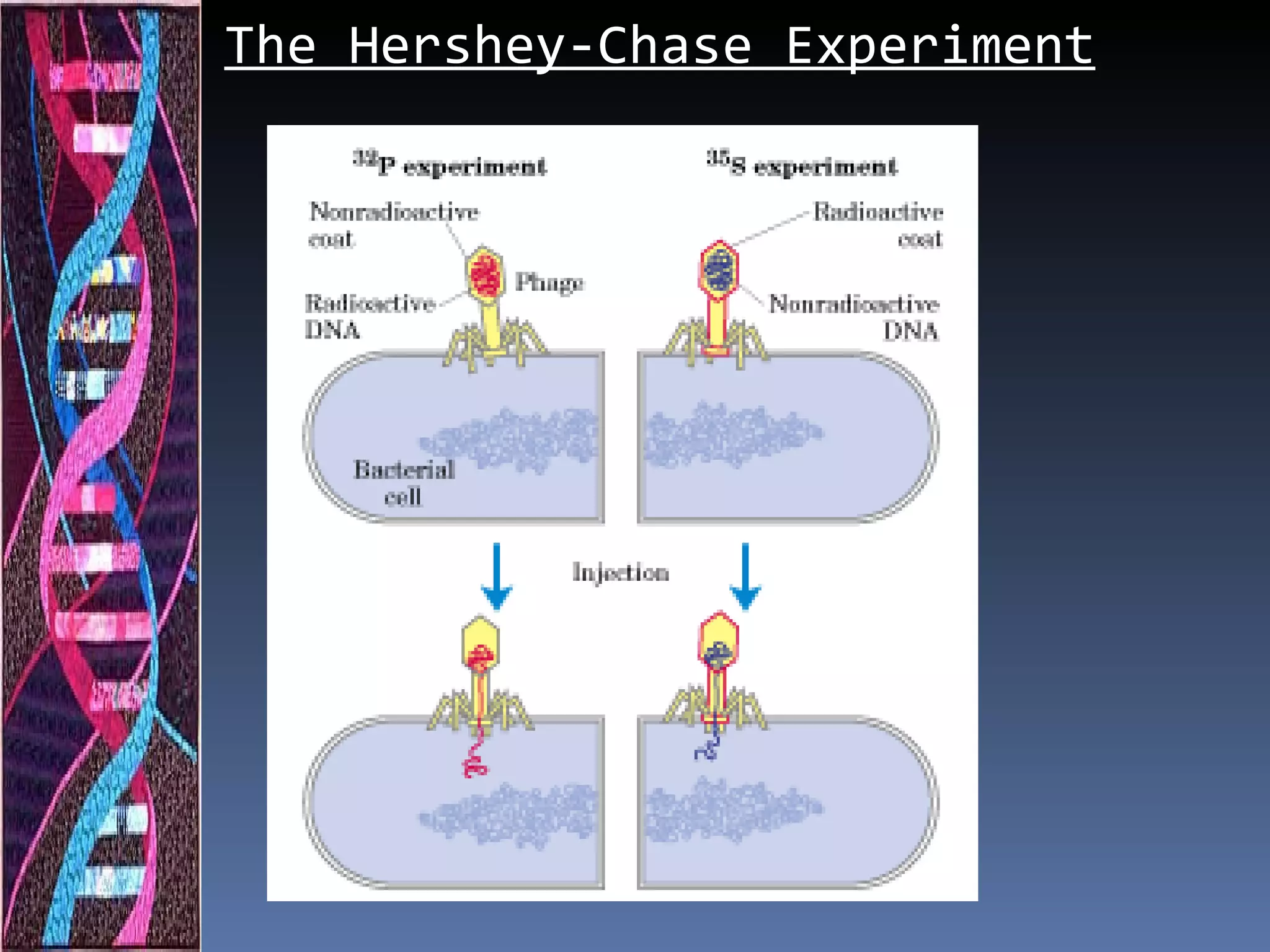 The Hershey-Chase Experiment
 