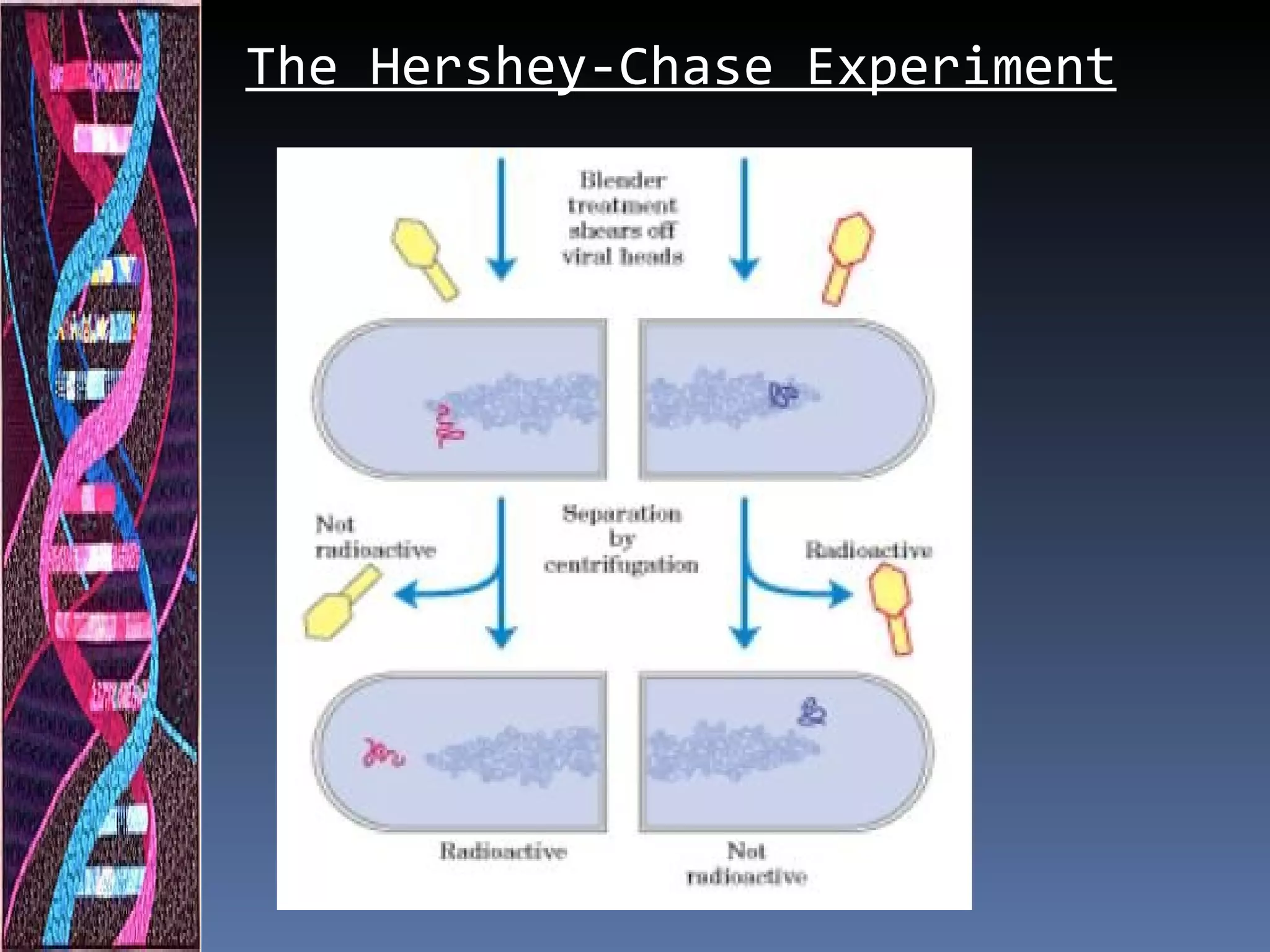 The Hershey-Chase Experiment
 