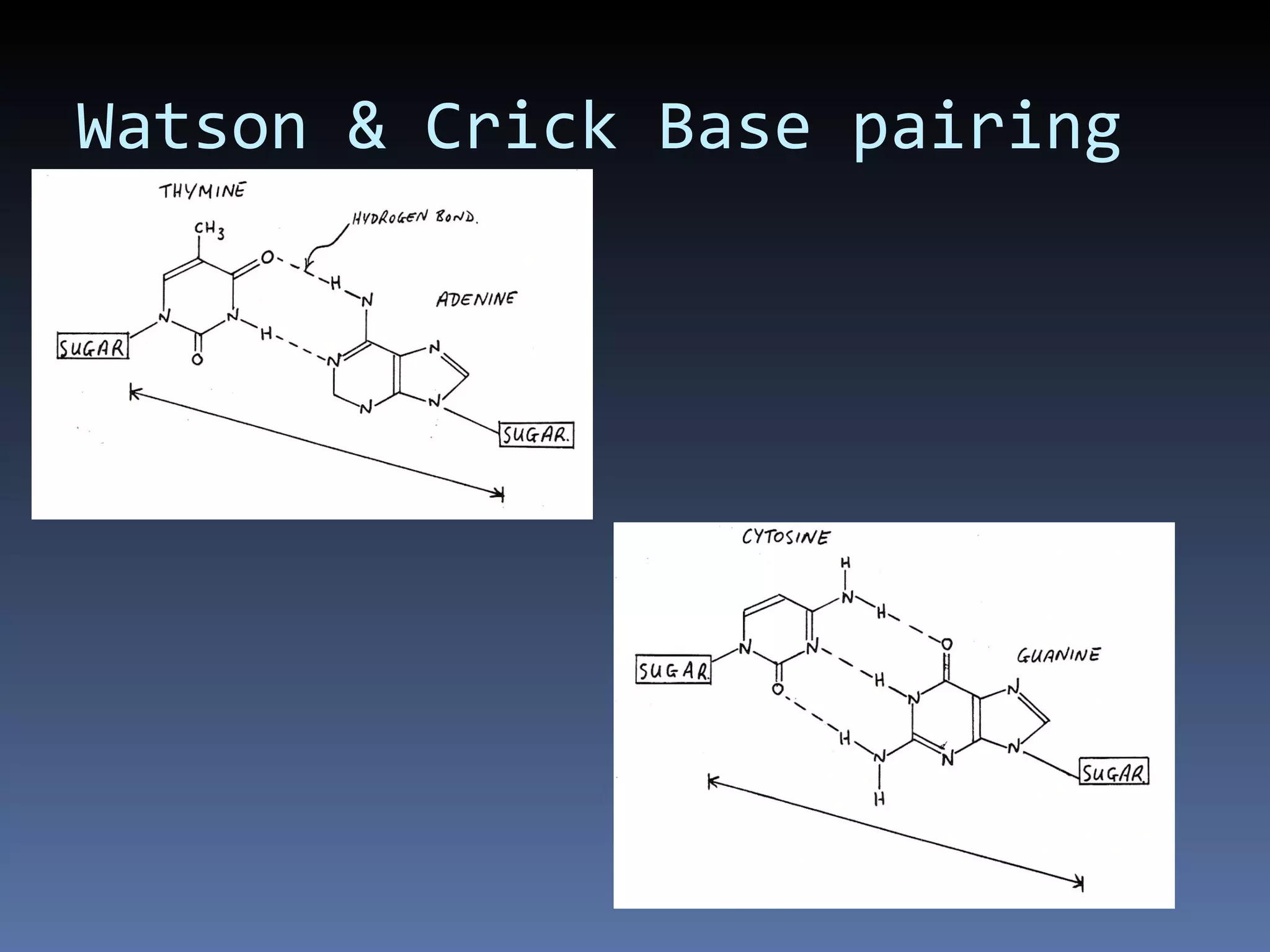 Watson & Crick Base pairing
 