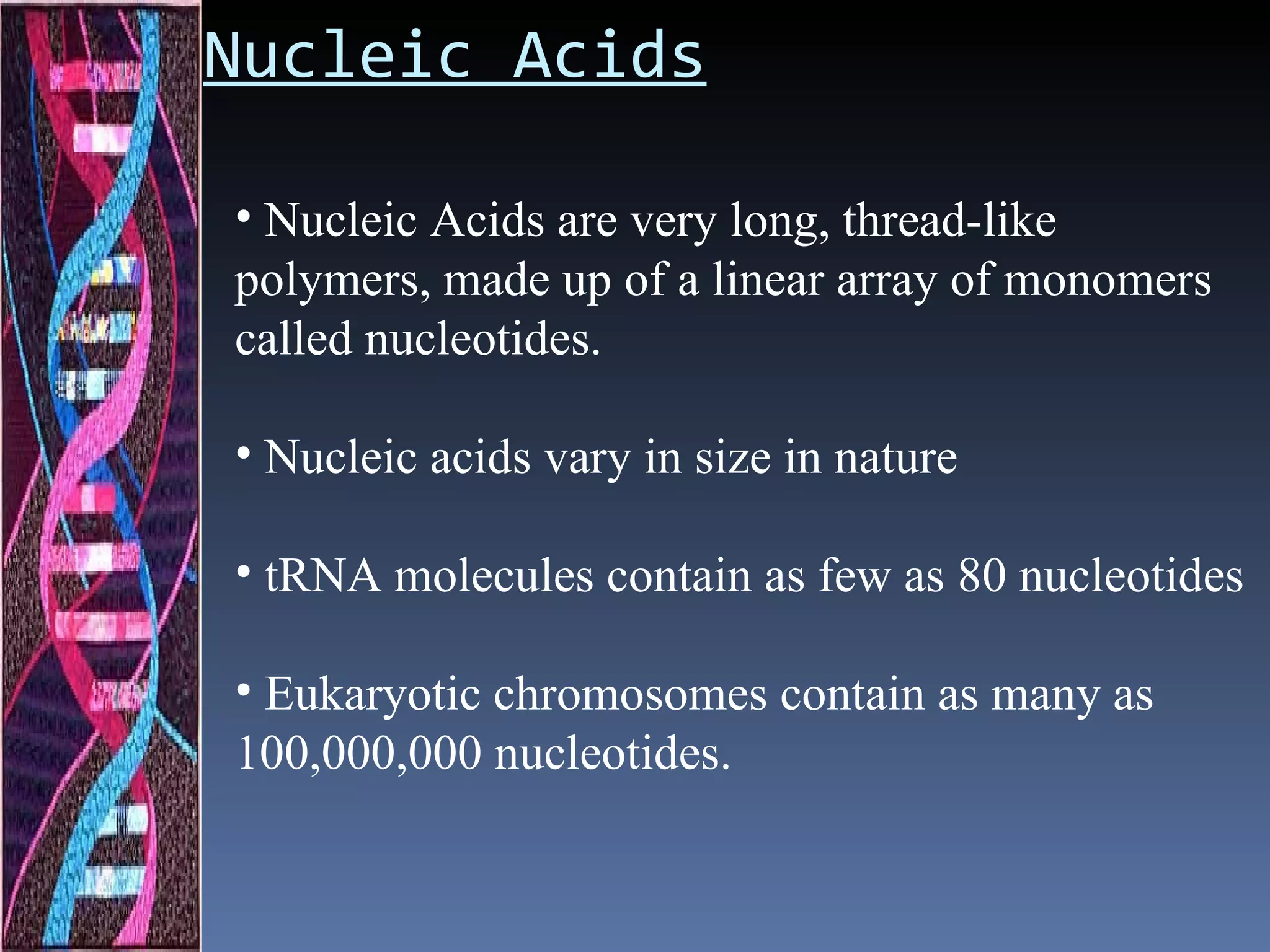 Nucleic Acids

• Nucleic Acids are very long, thread-like
polymers, made up of a linear array of monomers
called nucleotides.

• Nucleic acids vary in size in nature

• tRNA molecules contain as few as 80 nucleotides

• Eukaryotic chromosomes contain as many as
100,000,000 nucleotides.
 