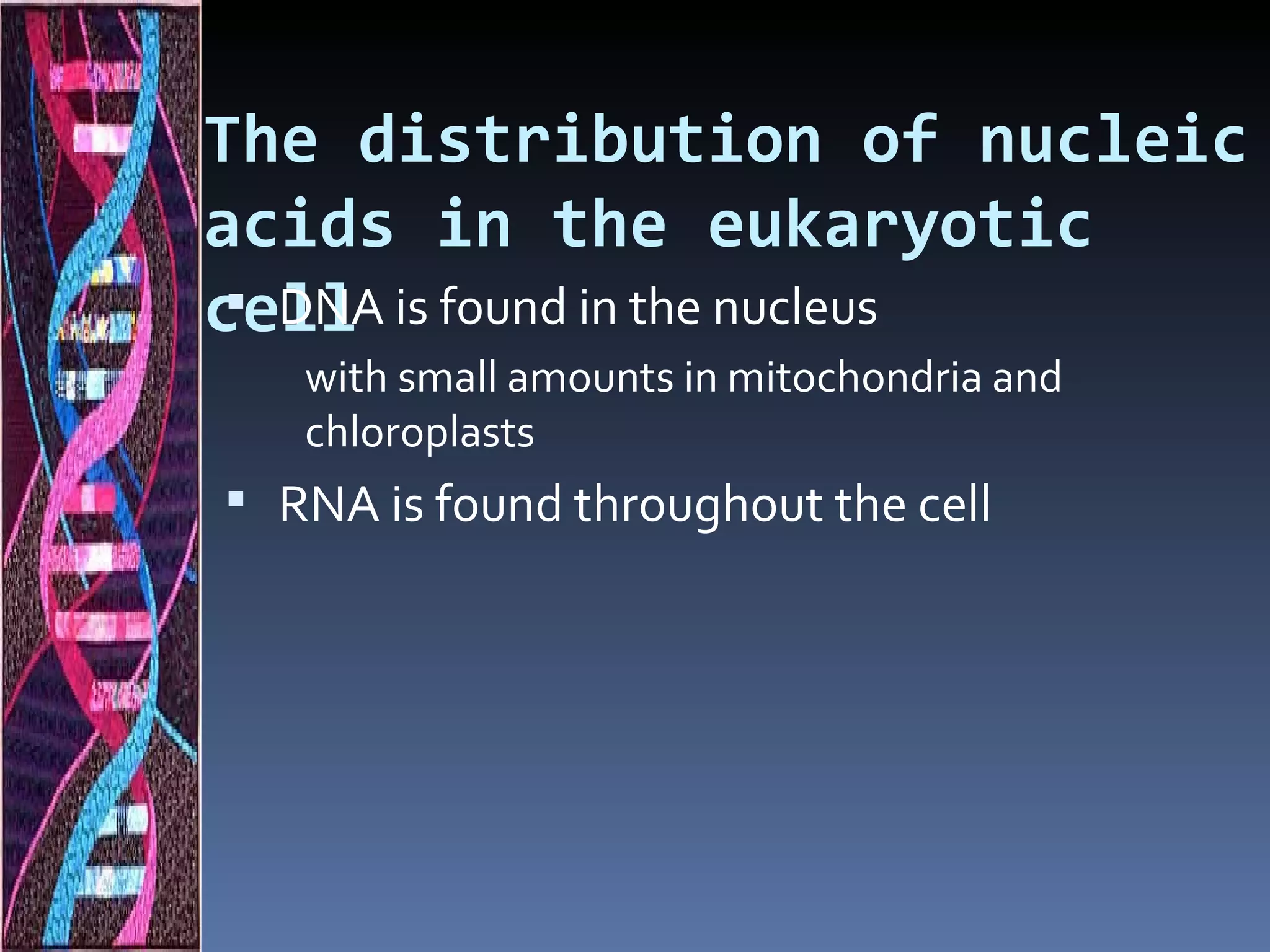 The distribution of nucleic
acids in the eukaryotic
cell is found in the nucleus
  DNA
   with small amounts in mitochondria and
   chloroplasts
 RNA is found throughout the cell
 