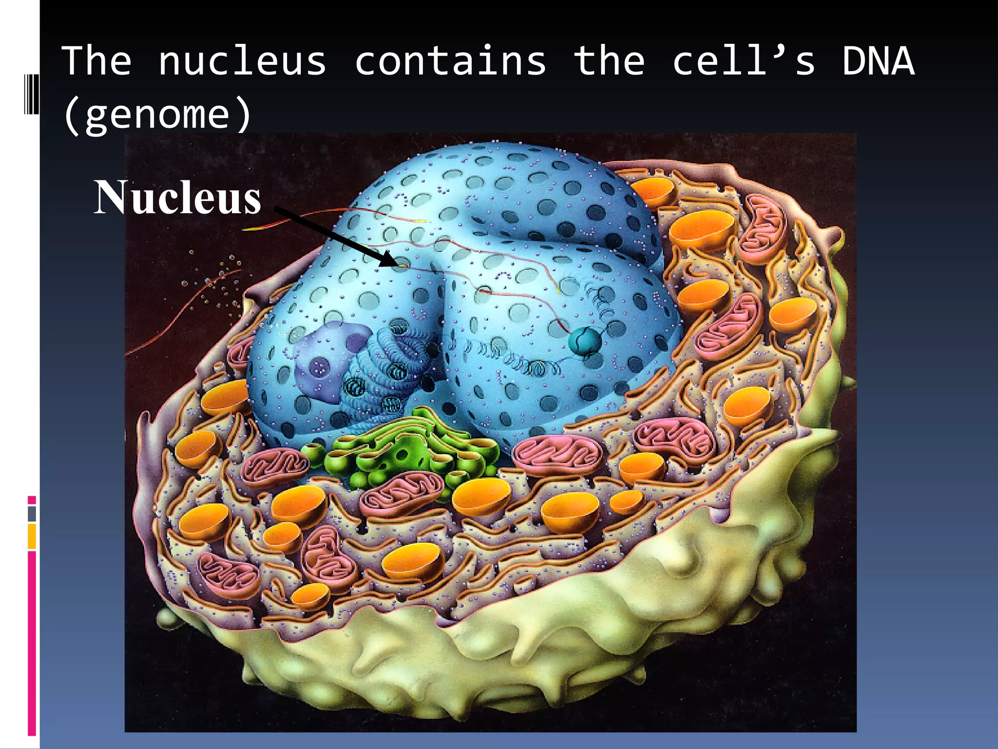The nucleus contains the cell’s DNA
(genome)
 Nucleus
 