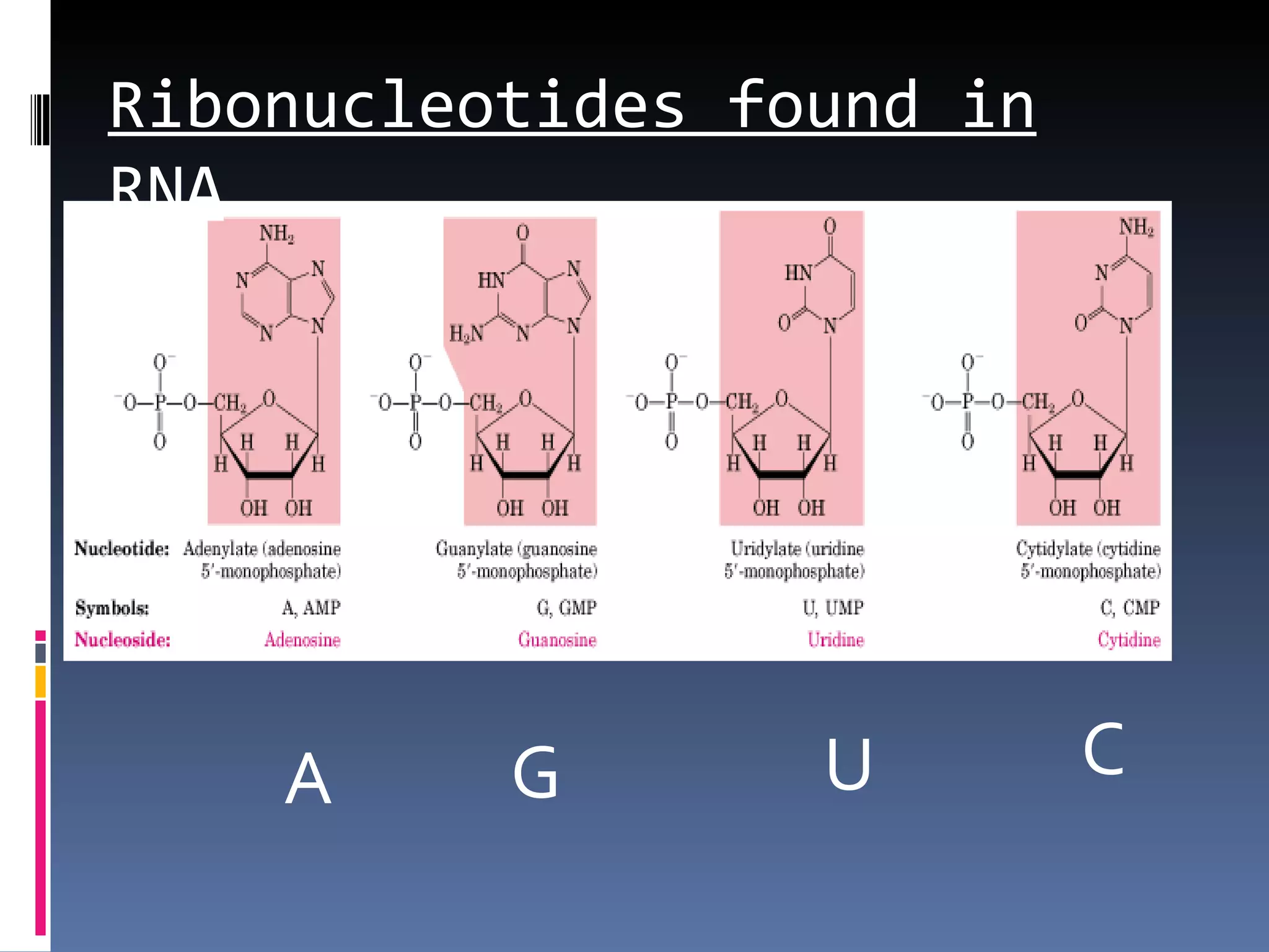 Ribonucleotides found in
RNA




    A     G       U        C
 