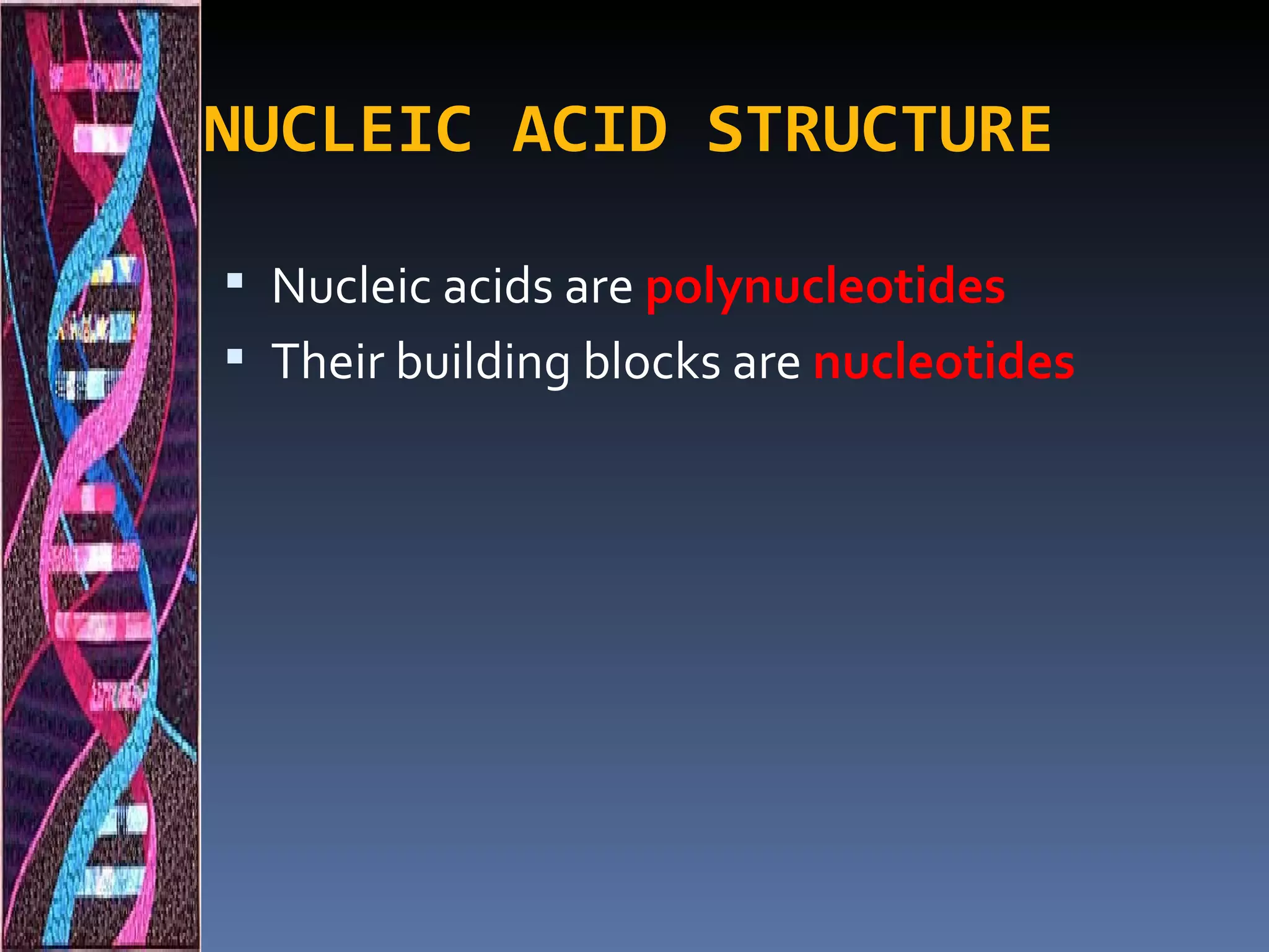 NUCLEIC ACID STRUCTURE

 Nucleic acids are polynucleotides
 Their building blocks are nucleotides
 