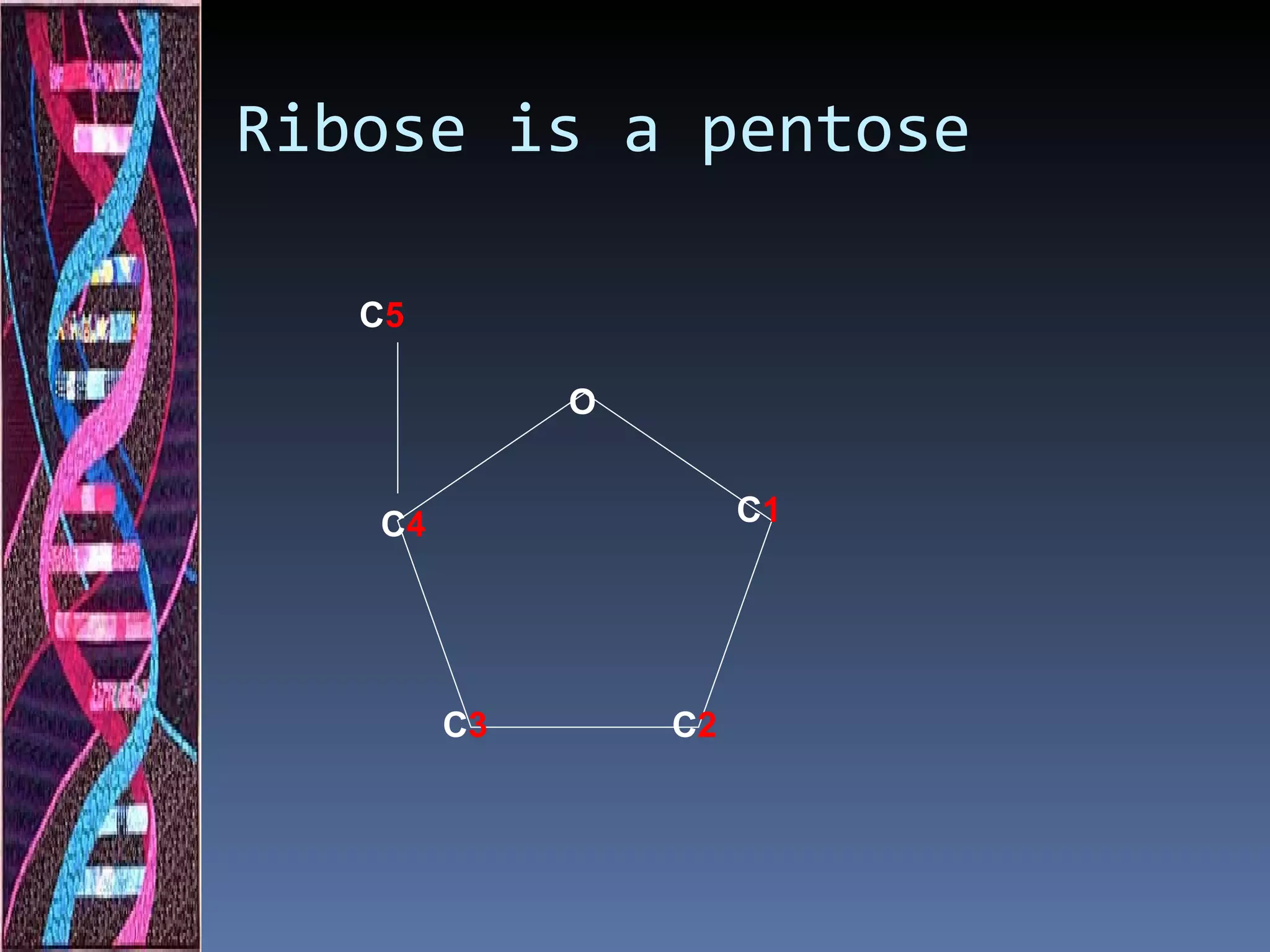 Ribose is a pentose

   C5

             O


   C4                 C1




        C3       C2
 