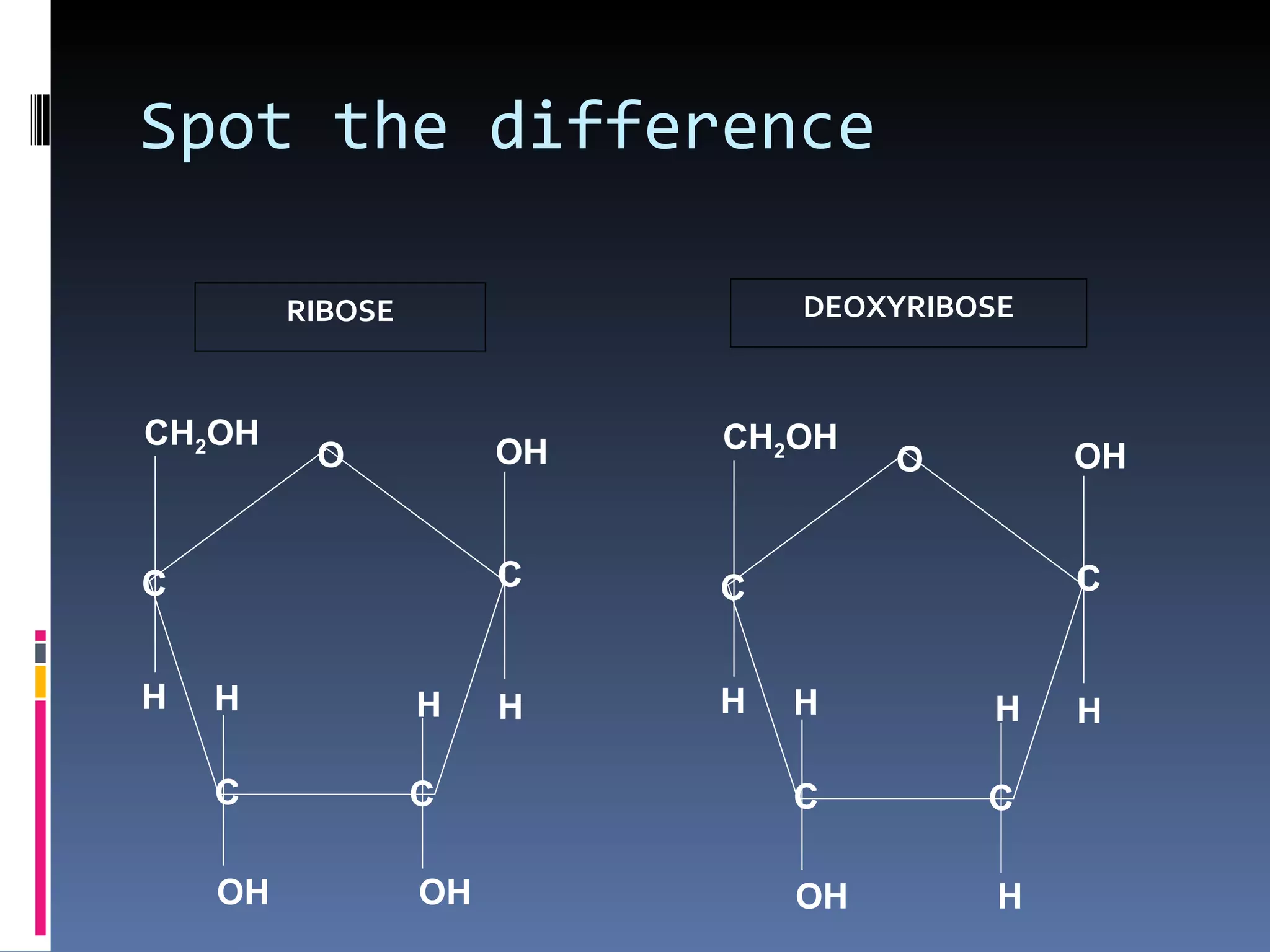 Spot the difference

         RIBOSE                 DEOXYRIBOSE



CH2OH                       CH2OH
          O            OH            O        OH


C                      C    C                 C


H   H             H    H    H   H        H    H

    C             C             C        C

    OH            OH            OH        H
 