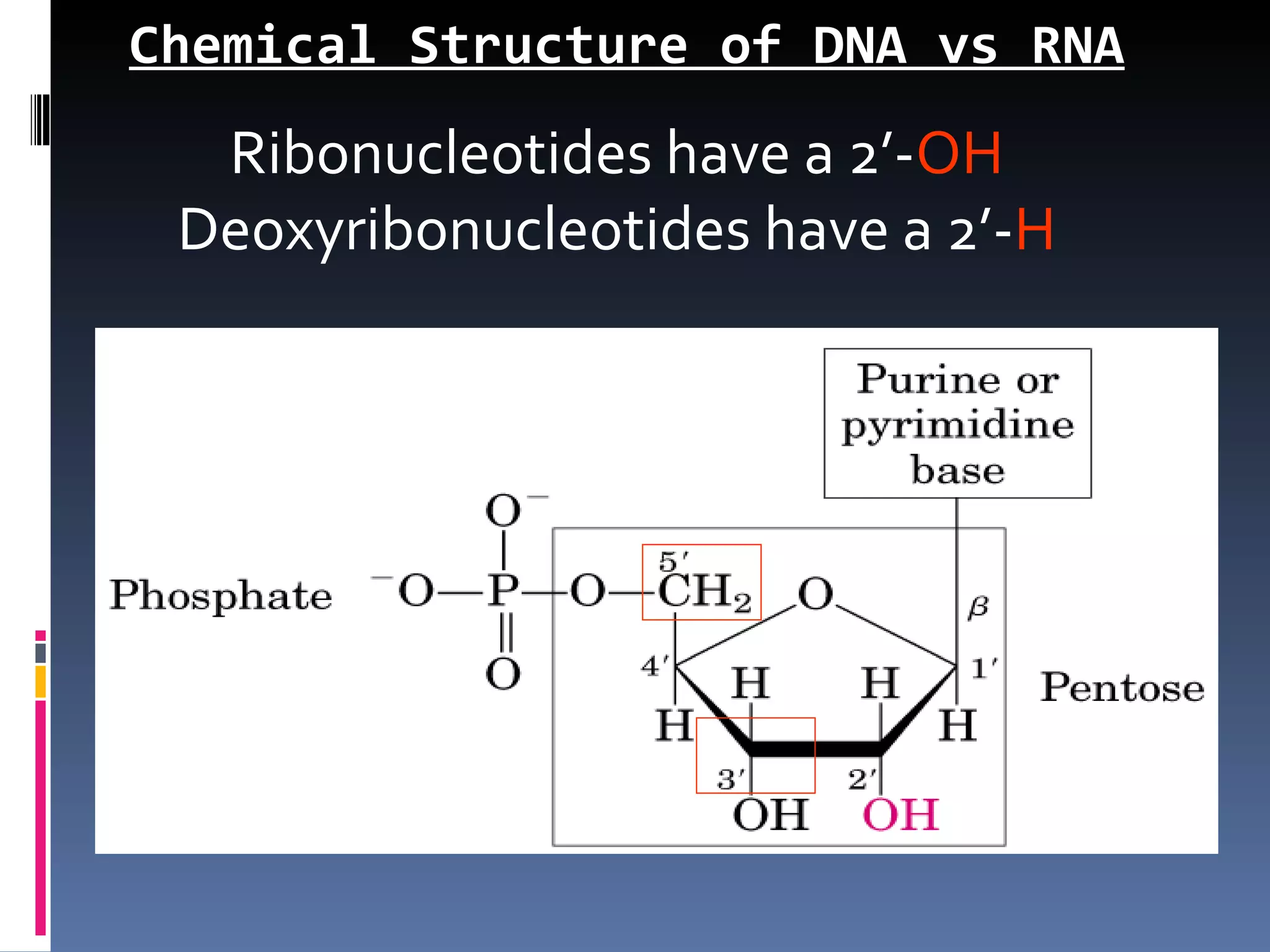 Chemical Structure of DNA vs RNA
  Ribonucleotides have a 2’-OH
 Deoxyribonucleotides have a 2’-H
 