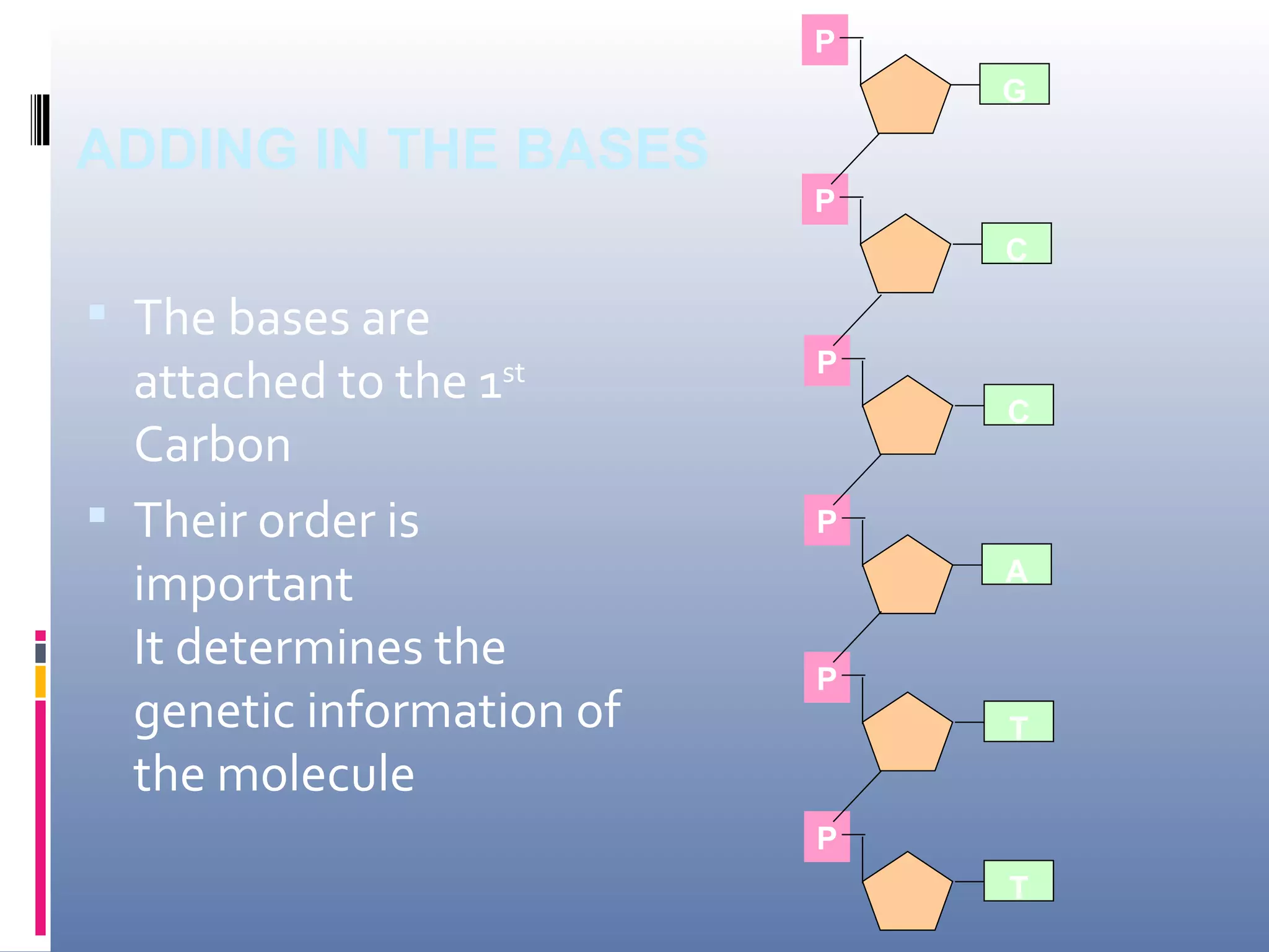 P
                               G

ADDING IN THE BASES
                           P
                               C

 The bases are
                           P
  attached to the 1
                  st
                               C
  Carbon
 Their order is           P

  important                    A

  It determines the        P
  genetic information of       T
  the molecule
                           P
                               T
 