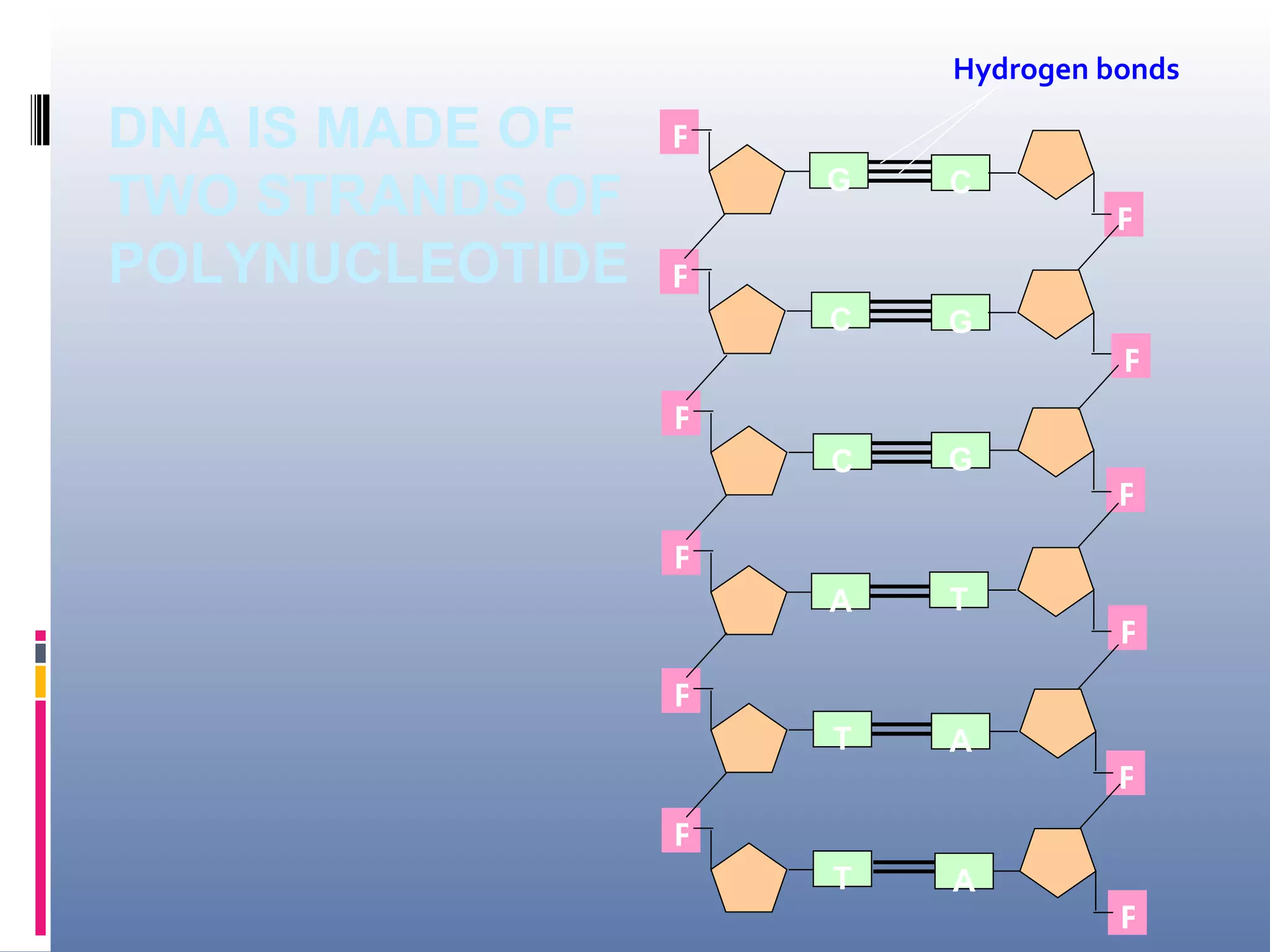 Hydrogen bonds

DNA IS MADE OF   P
                     G
TWO STRANDS OF           C
                                   P
POLYNUCLEOTIDE   P
                     C   G
                                   P
                 P
                     C   G
                                   P
                 P
                     A   T
                                   P
                 P
                     T   A
                                   P
                 P
                     T   A
                                   P
 