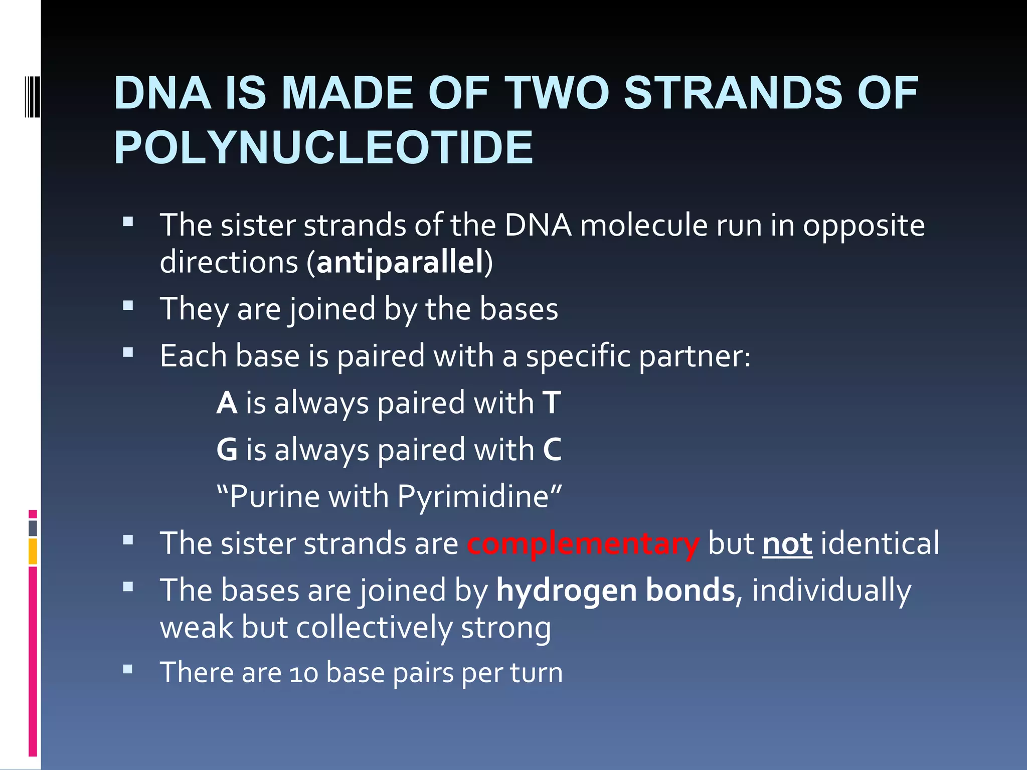 DNA IS MADE OF TWO STRANDS OF
POLYNUCLEOTIDE
 The sister strands of the DNA molecule run in opposite
    directions (antiparallel)
   They are joined by the bases
   Each base is paired with a specific partner:
        A is always paired with T
        G is always paired with C
        “Purine with Pyrimidine”
   The sister strands are complementary but not identical
   The bases are joined by hydrogen bonds, individually
    weak but collectively strong
 There are 10 base pairs per turn
 