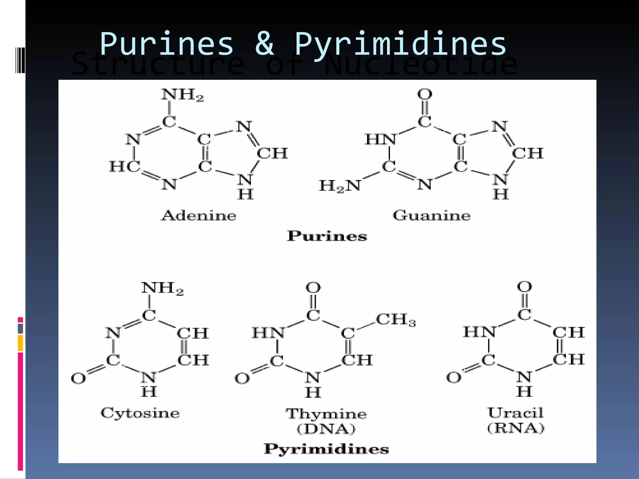 Purines & Pyrimidines
Structure of Nucleotide
Bases
 