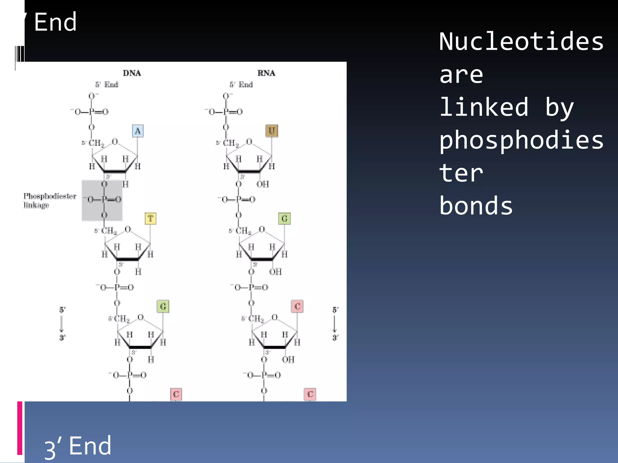 5’ End
            Nucleotides
            are
            linked by
            phosphodies
            ter
            bonds




   3’ End
 