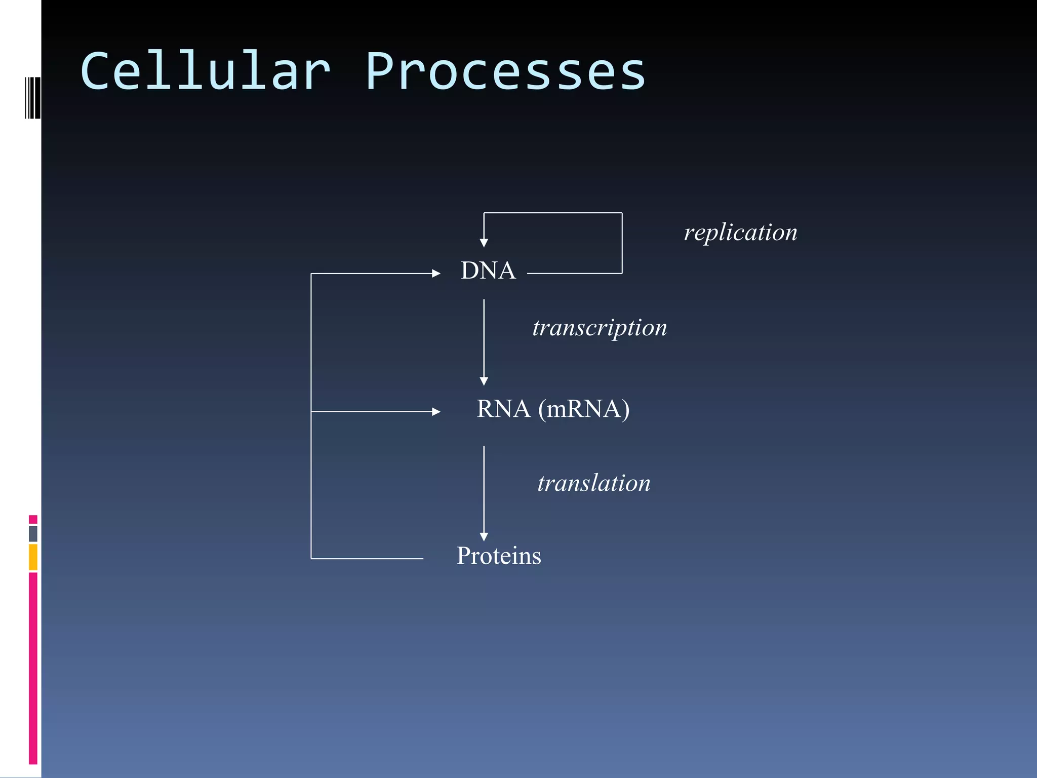Cellular Processes

                                  replication
            DNA

                  transcription


            RNA (mRNA)

                  translation

           Proteins
 