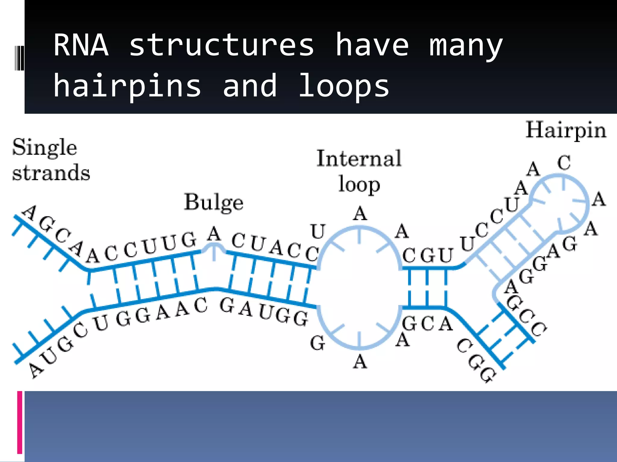 RNA structures have many
hairpins and loops
 