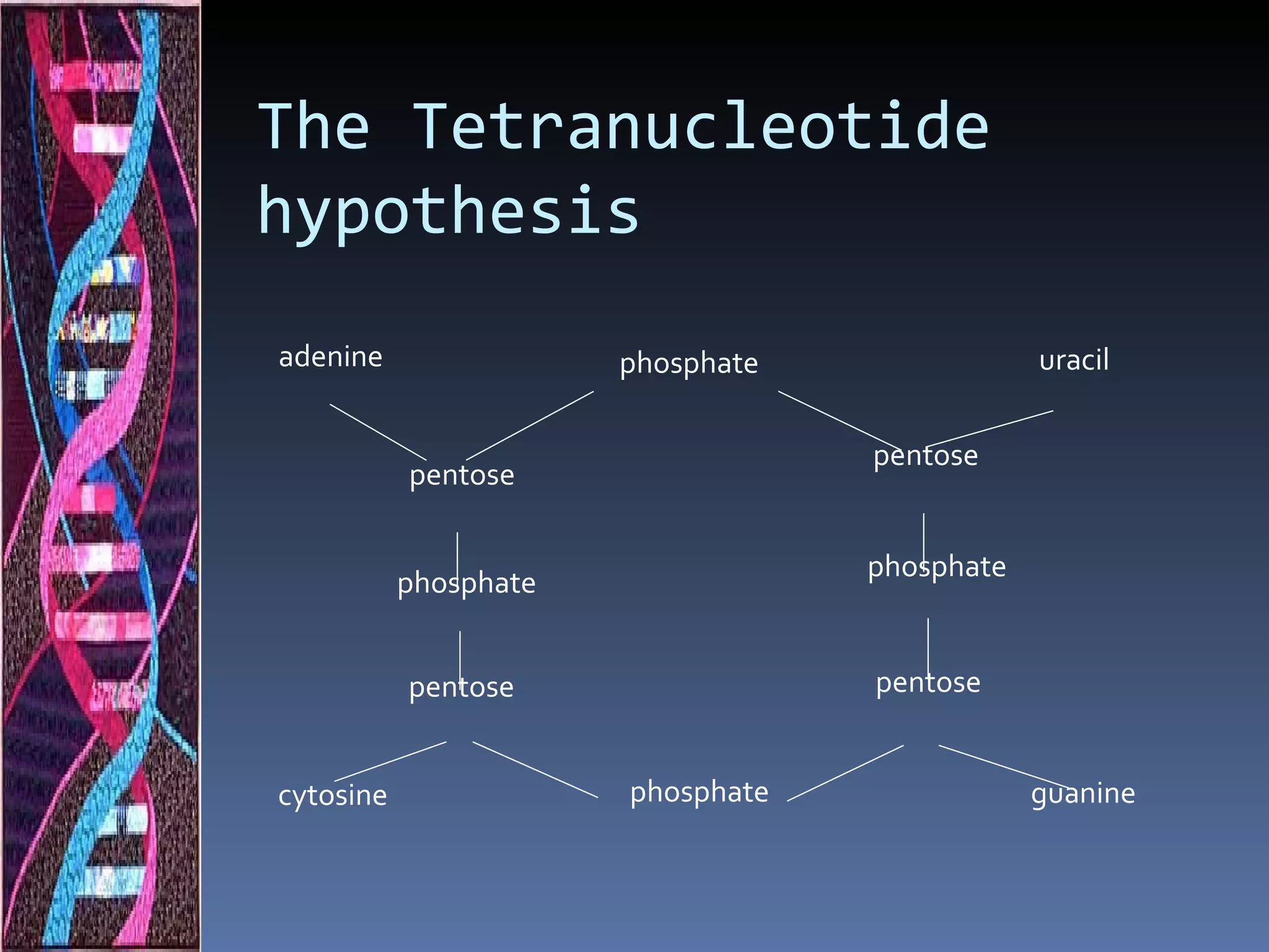 The Tetranucleotide
hypothesis
adenine                phosphate               uracil


                                   pentose
           pentose

                                   phosphate
           phosphate


           pentose                 pentose


cytosine               phosphate               guanine
 