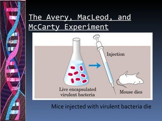 The Avery, MacLeod, and
McCarty Experiment




     Mice injected with virulent bacteria die
 
