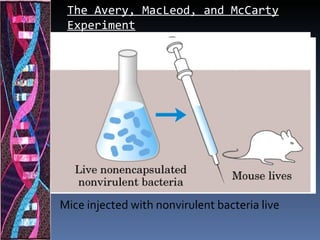 The Avery, MacLeod, and McCarty
 Experiment




Mice injected with nonvirulent bacteria live
 