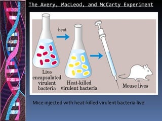 The Avery, MacLeod, and McCarty Experiment




 Mice injected with heat-killed virulent bacteria live
 