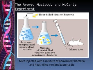 The Avery, MacLeod, and McCarty
Experiment




  Mice injected with a mixture of nonvirulent bacteria
          and heat-killed virulent bacteria die
 