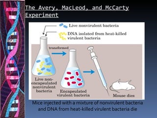 The Avery, MacLeod, and McCarty
Experiment




  Mice injected with a mixture of nonvirulent bacteria
    and DNA from heat-killed virulent bacteria die
 
