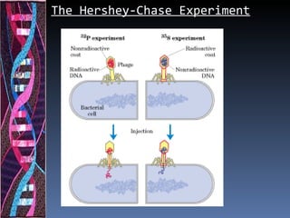 The Hershey-Chase Experiment
 