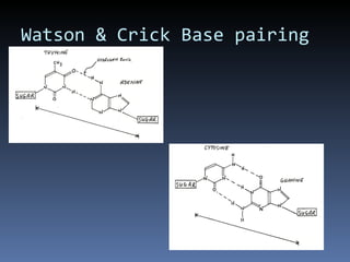 Watson & Crick Base pairing
 