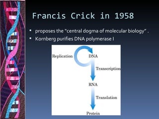 Francis Crick in 1958
 proposes the “central dogma of molecular biology” .
 Kornberg purifies DNA polymerase I
 
