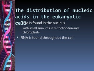 The distribution of nucleic
acids in the eukaryotic
cell is found in the nucleus
  DNA
   with small amounts in mitochondria and
   chloroplasts
 RNA is found throughout the cell
 