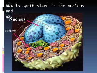 RNA is synthesized in the nucleus
and
exported to the cytoplasm
   Nucleus

Cytoplasm
 