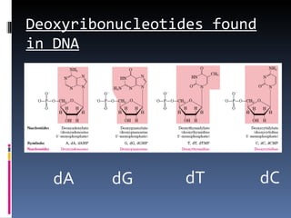 Deoxyribonucleotides found
in DNA




   dA    dG      dT          dC
 