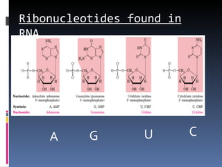 Ribonucleotides found in
RNA




    A     G       U        C
 