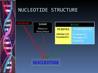 NUCLEOTIDE STRUCTURE

PHOSPATE      SUGAR                     BASE
             Ribose or     PURINES       PYRIMIDINES
            Deoxyribose
                          Adenine (A)   Cytocine (C)
                          Guanine(G)    Thymine (T)
                                        Uracil (U)




           NUCLEOTIDE
 