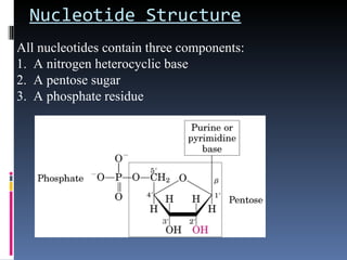 Nucleotide Structure
All nucleotides contain three components:
1. A nitrogen heterocyclic base
2. A pentose sugar
3. A phosphate residue
 